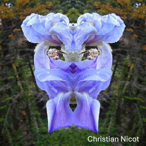 christian nicot
