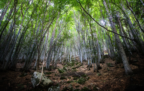 image1